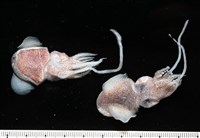 藏品(日本銀帶耳烏賊)的圖片