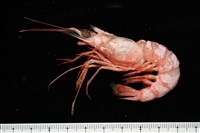 藏品(大管鞭蝦(憂鬱管鞭蝦))的圖片