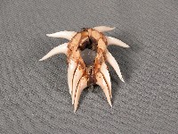 藏品(飾物)的圖片