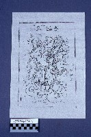 藏品(八仙版印)的圖片