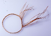 藏品(臂環)的圖片