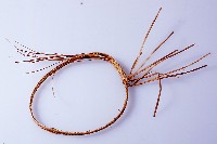 藏品(臂環)的圖片