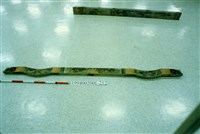 藏品(屋宅木構件)的圖片