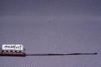 藏品(棒)的圖片