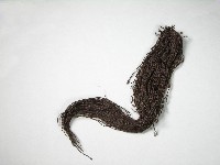 藏品(假髮)的圖片