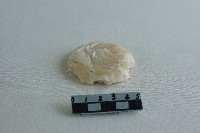 藏品(蠟塊)的圖片