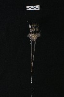 藏品(頭花)的圖片