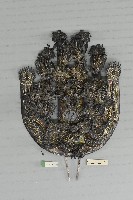 藏品(頭花)的圖片