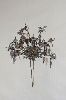 藏品(頭花)的圖片