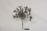 藏品(頭花)的圖片