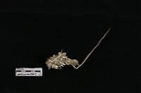 藏品(頭花)的圖片