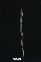 藏品(頭花)的圖片