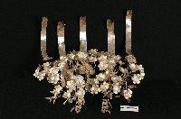 藏品(頭花)的圖片