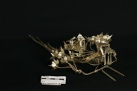 藏品(銀頭帽)的圖片