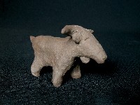 藏品(小羊)的圖片