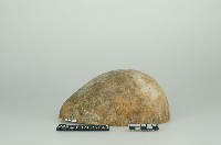 藏品(瓜瓢)的圖片