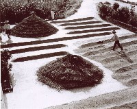 藏品(曬穀相片)的圖片