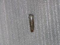 藏品(蒔田管)的圖片