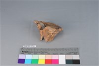 藏品(豆形器)的圖片