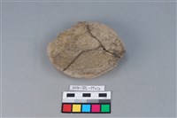 藏品(豆形器)的圖片