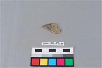 藏品(陶片)的圖片