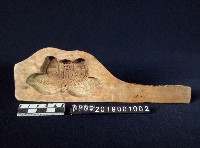 藏品(粿模)的圖片