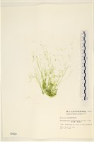 藏品(腸滸苔, 河石髮)的圖片