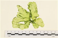 藏品(大石蓴, 石蓴)的圖片