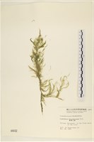 藏品(細剛毛藻)的圖片