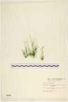 藏品(筋條石髮)的圖片