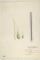 藏品(筋條石髮)的圖片