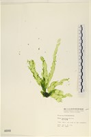 藏品(長片石蓴, 裂片石蓴)的圖片