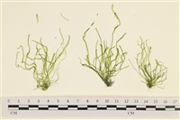 藏品(腸滸苔, 河石髮)的圖片