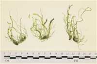藏品(腸滸苔, 河石髮)的圖片
