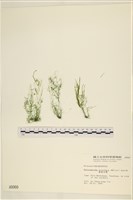 藏品(筋條石髮)的圖片