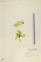 藏品(大石蓴, 石蓴)的圖片