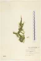 藏品(細剛毛藻)的圖片