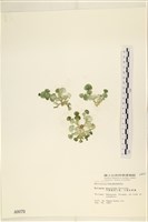 藏品(大葉海仙人掌, 大葉仙掌藻)的圖片