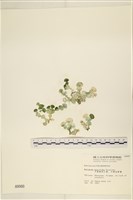 藏品(大葉海仙人掌, 大葉仙掌藻)的圖片