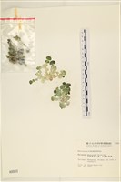 藏品(大葉海仙人掌, 大葉仙掌藻)的圖片