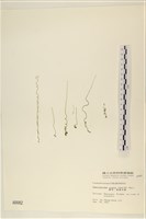 藏品(粗硬毛藻, 綠苔)的圖片