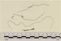 藏品(粗硬毛藻, 綠苔)的圖片