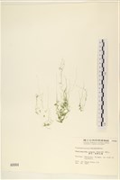 藏品(粗硬毛藻, 綠苔)的圖片