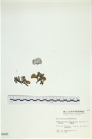 藏品(多扇藻)的圖片