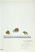 藏品(多扇藻)的圖片