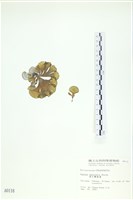 藏品(南方團扇藻)的圖片