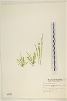 藏品(腸滸苔, 河石髮)的圖片