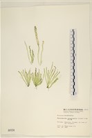 藏品(腸滸苔, 河石髮)的圖片