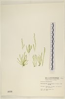 藏品(腸滸苔, 河石髮)的圖片