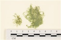 藏品(布氏藻)的圖片